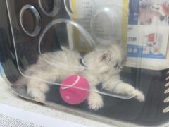 -瑞鹏宠物医院·普外科·影像科·皮肤科(城市山谷分院)