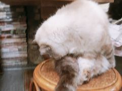 -猫色咖啡·猫咖