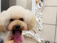 宁波诺比宠物美容日系造型-诺比宠物医院心脏内科·泌尿肾内外科·骨科急重症
