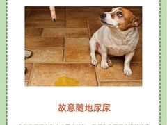 -派联宠物医院·24h·CT·异宠