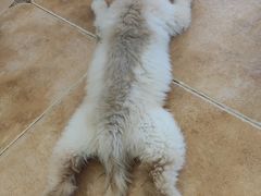 -Let's go狗咖·猫咖·奶狗·桌游(春熙路IFS店)
