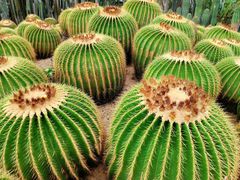 -深圳仙湖植物园