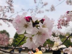 -顾村公园