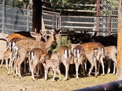 -青藏高原野生动物园