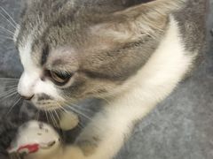 -猫色咖啡·猫咖