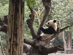 -都江堰中华大熊猫苑