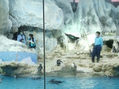 -帝企鹅自助餐厅•儿童岛•真企鹅(长隆企鹅酒店)