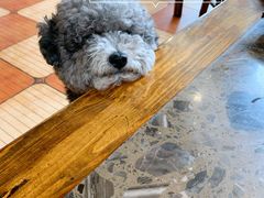 -鲜椒鱼·雅安地标性美食