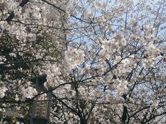 -高东镇樱花园