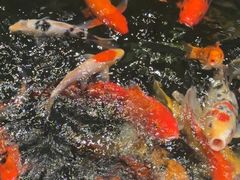 -龙悦湾酒家·八阵鱼生·渔人码头店