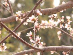 -桃花堤公园