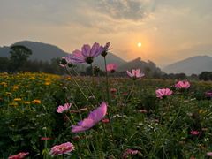 -径山花海