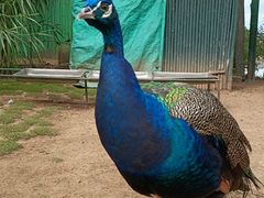 -西霞口神雕山野生动物世界