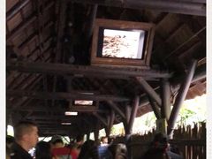 -奥兰多迪士尼动物王国乐园