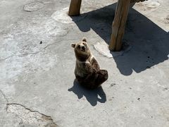 -哈尔滨北方森林动物园