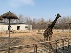 -北京野生动物园