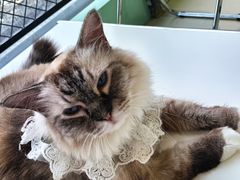 -怪兽屋·羊驼·猫咖·狗咖(俊华广场店)