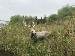 -溱湖国家湿地公园