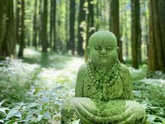 -武陵山森林公园