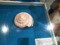 -青岛贝壳博物馆