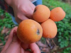 -塘栖枇杷特色园区