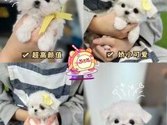 -萌宠之家·腊肠犬·马尔泰·小体犬舍