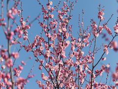 -花开海上生态园