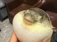-肆月河豚·新淮扬(金融街店)