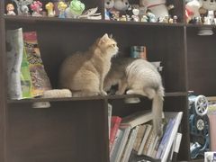 -逗柴咖啡屋·狗咖猫咖宠物桌游