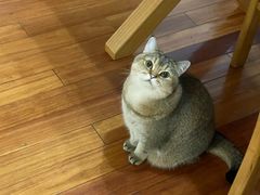 -翊宠yipet猫狗购宠庄园犬舍•猫舍