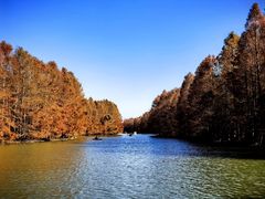 -上海海湾国家森林公园