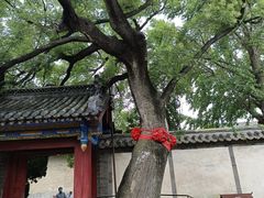 -蓬莱阁景区