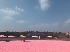 -大塘金香草谷