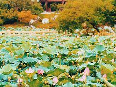 -上海滨江森林公园
