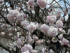 -醍醐寺