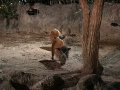 -清迈夜间动物园