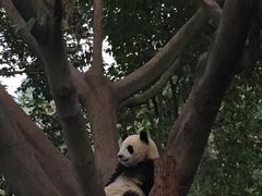 -成都大熊猫繁育研究基地