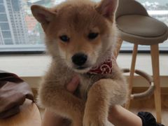 -柴犬小屋·柴餐厅·狗咖食堂(金鼎广场店)