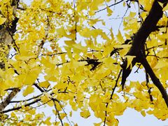 -重庆市江北嘴中央商务区中央公园