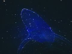-大连圣亚海洋世界