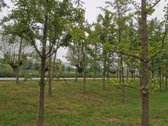 -汉长安城未央宫国家考古遗址公园