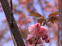 高东镇樱花园-高东镇樱花园