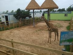 -西霞口神雕山野生动物世界