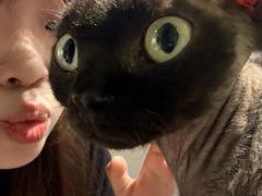 -琪喵猫屋·撸猫猫咖·猫舍