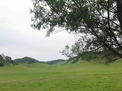 -关山草原