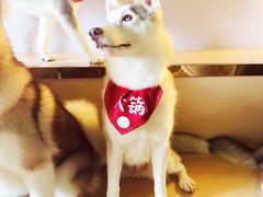 -Husky Go! 哈士奇体验馆·宠物咖啡厅狗咖