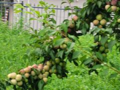 -丽泽山庄·生态怀柔菜·虹鳟鱼(红螺寺店)