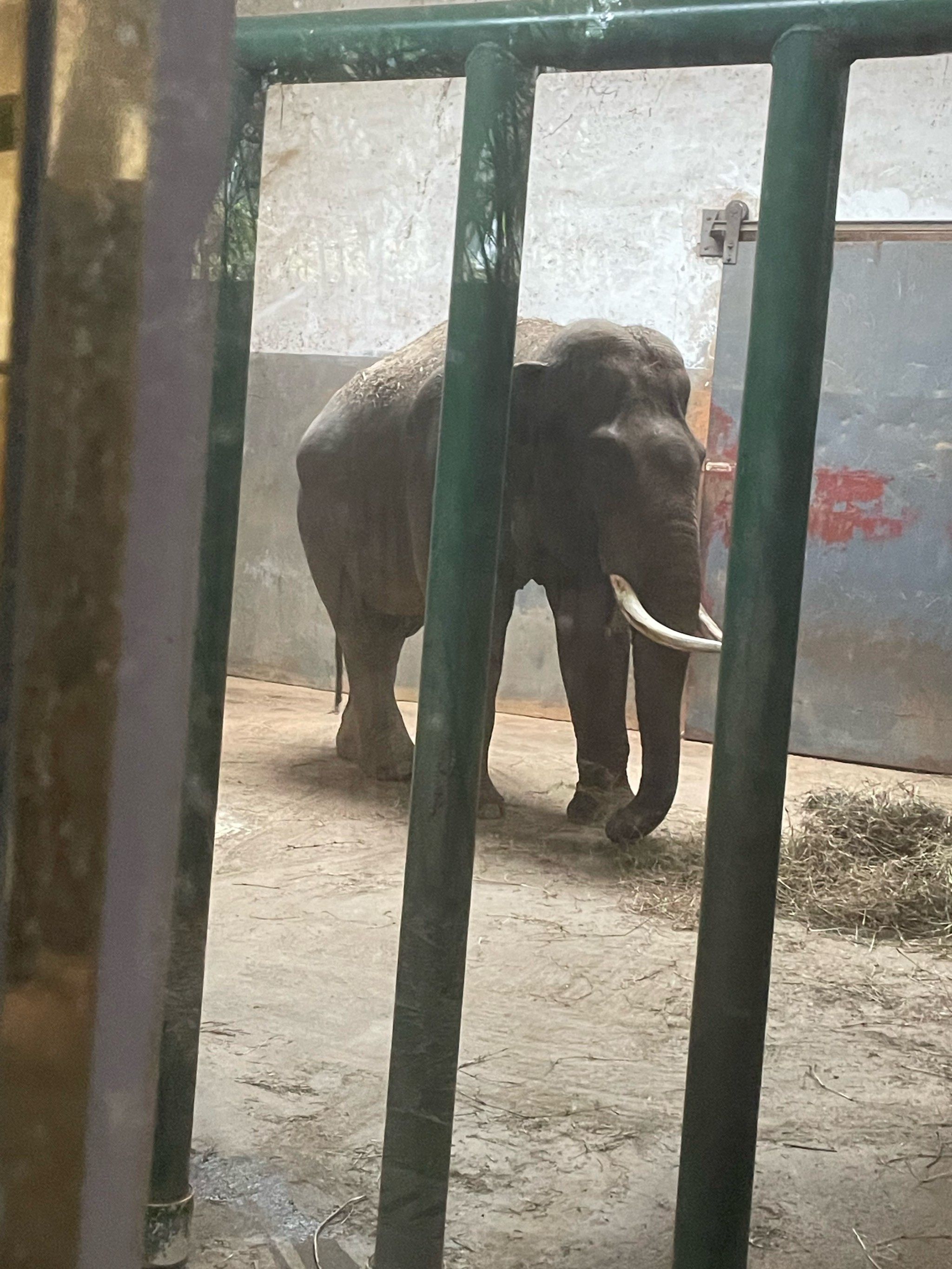 天天领红包武汉市动物园的大象