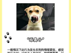 -翊宠yipet猫狗购宠庄园犬舍•猫舍