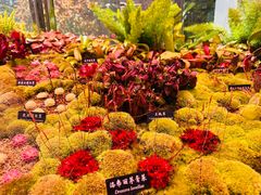 -中国科学院西双版纳热带植物园